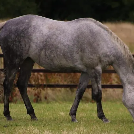 Haven House * 웩스퍼드