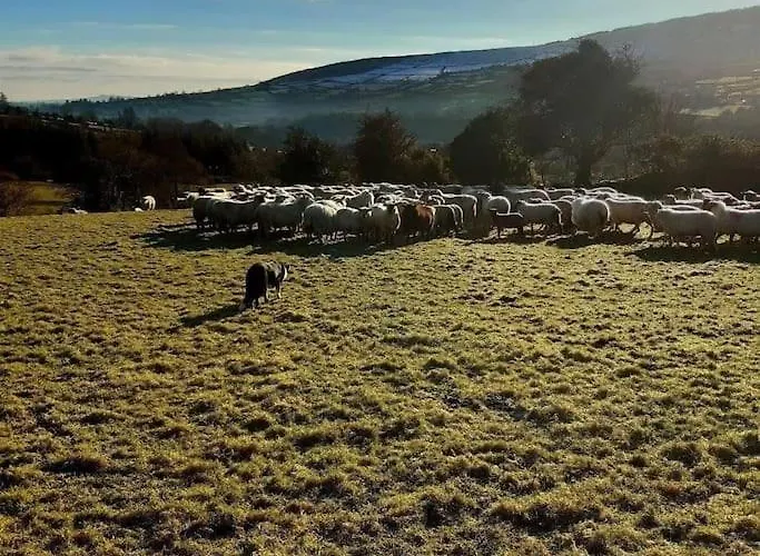 Haven House * Уэксфорд