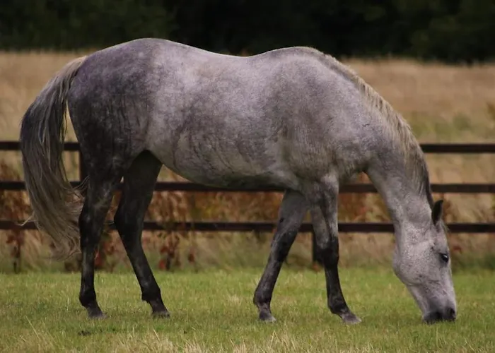 Haven House * Уэксфорд